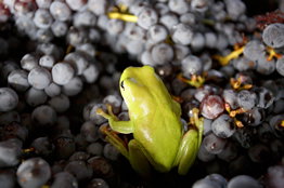 Normanby Wines - Holiday Adelaide 2