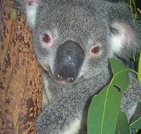 Hunter Valley Zoo - Holiday Adelaide