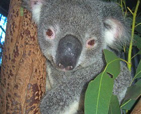Hunter Valley Zoo - Holiday Adelaide 0