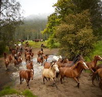 Glenworth Valley Horse Riding - Holiday Adelaide
