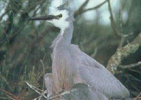 Jack Smith Lake State Game Reserve - Holiday Adelaide 0