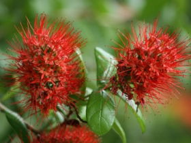 Hervey Bay Botanic Gardens - Holiday Adelaide 2