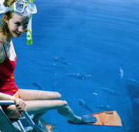 Roy Rufus Artificial Reef Dive Site - Holiday Adelaide