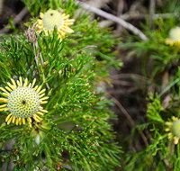 Illawarra lookout walking track - Holiday Adelaide