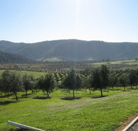 Hastings Valley Olives