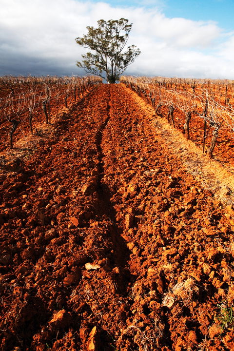 Tyrrells Vineyards - Holiday Adelaide 3