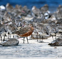 Cooloola Nature - Holiday Adelaide
