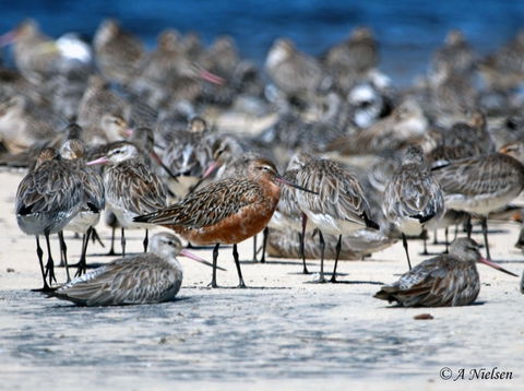 Cooloola Nature - Holiday Adelaide 0