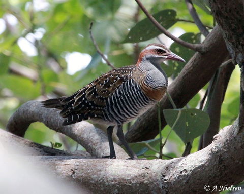 Cooloola Nature - Holiday Adelaide 1