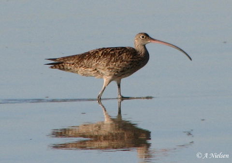 Cooloola Nature - Holiday Adelaide 3