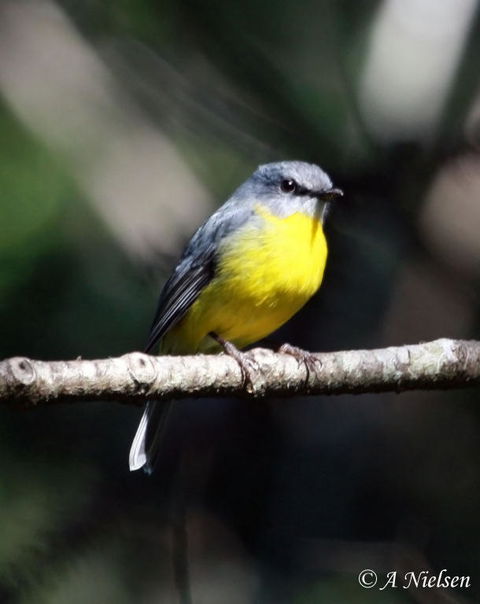 Cooloola Nature - Holiday Adelaide 4
