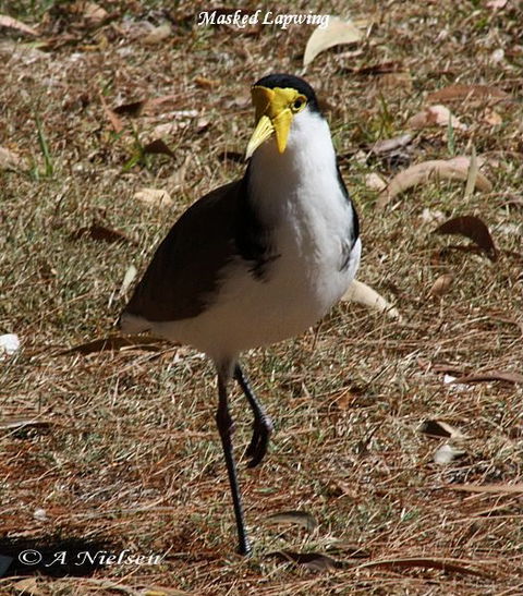 Cooloola Nature - Holiday Adelaide 6