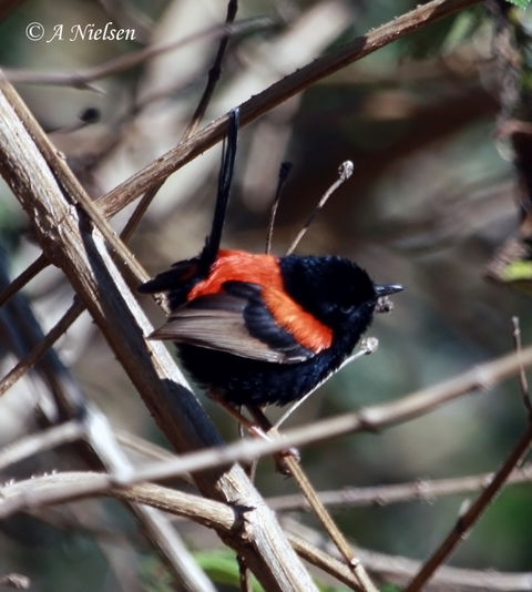 Cooloola Nature - Holiday Adelaide 7