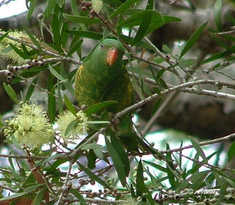 Cooloola Nature - Holiday Adelaide 8
