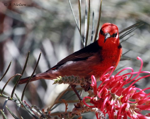 Cooloola Nature - Holiday Adelaide 9
