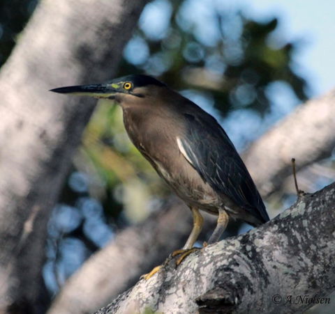 Cooloola Nature - Holiday Adelaide 10