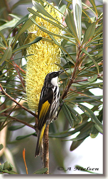 Cooloola Nature - Holiday Adelaide 11