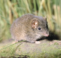 Munmorah State Conservation Area - Holiday Adelaide