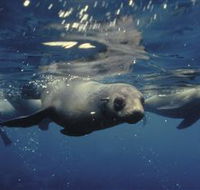 Wilsons Promontory Marine National Park - Holiday Adelaide