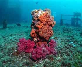 HMAS Brisbane Dive Site - Holiday Adelaide 0