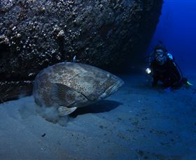 HMAS Brisbane Dive Site - Holiday Adelaide 3