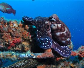 HMAS Brisbane Dive Site - Holiday Adelaide 2