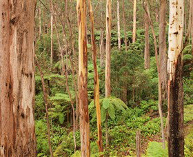 Cycle Mogo State Forest - Holiday Adelaide 1