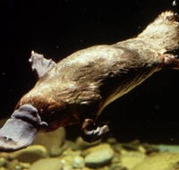 Platypus Pool - Holiday Adelaide