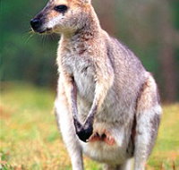 Venman Bushland National Park - Holiday Adelaide