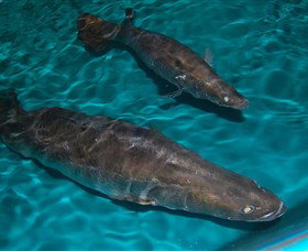 Cookabarra Restaurant And Function Centre - Tailor Made Fish Farms - Holiday Adelaide 7