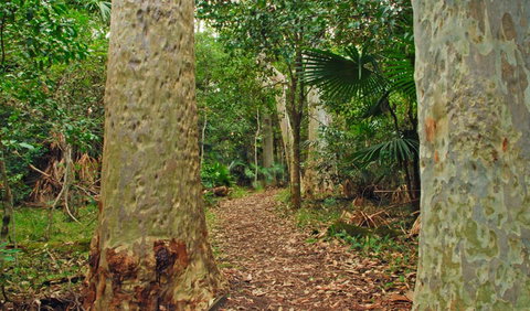 Depot Beach Rainforest Walk - Holiday Adelaide 0