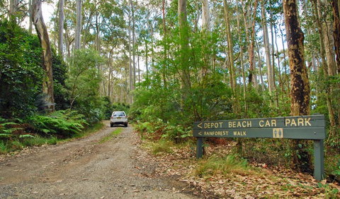 Depot Beach Rainforest Walk - Holiday Adelaide 1