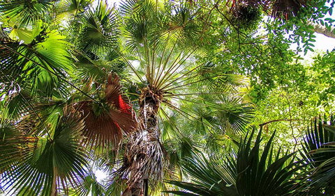 Depot Beach Rainforest Walk - Holiday Adelaide 2