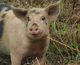 Bent On Food Cookery School - Holiday Adelaide 5