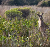 Murramarang Aboriginal Area walking track