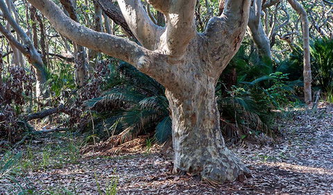 Myrtle Beach Walking Track - Holiday Adelaide 1