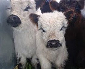 Honeycomb Valley Farm - Holiday Adelaide 3