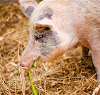 Djanbung Permaculture Gardens - Holiday Adelaide