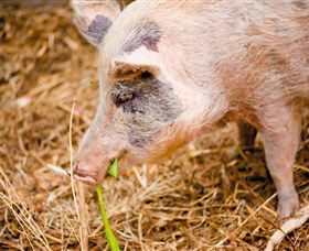 Djanbung Permaculture Gardens - Holiday Adelaide 0