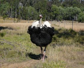 Glen Ian Ostrich And Emu Farm - Holiday Adelaide 1