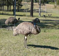 Glen Ian Ostrich and Emu Farm - Holiday Adelaide