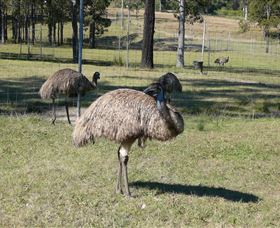 Glen Ian Ostrich And Emu Farm - Holiday Adelaide 0