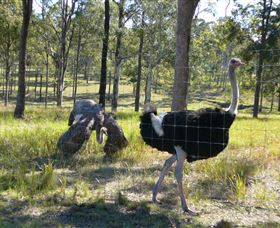 Glen Ian Ostrich And Emu Farm - Holiday Adelaide 2