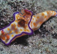 Curtain Artificial Reef Dive Site - Holiday Adelaide