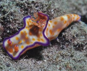 Curtain Artificial Reef Dive Site - Holiday Adelaide 0