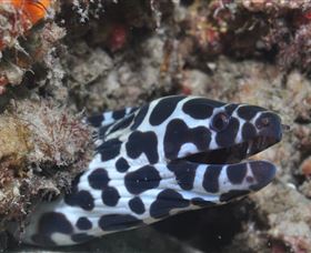 Curtain Artificial Reef Dive Site - Holiday Adelaide 2