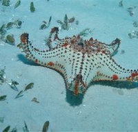 The Pines Dive Site - Holiday Adelaide