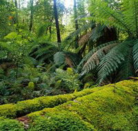 Errinundra National Park - Holiday Adelaide