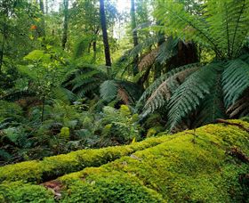 Errinundra National Park - Holiday Adelaide 0