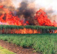 Reeves Family Sugar Cane Farm - Holiday Adelaide